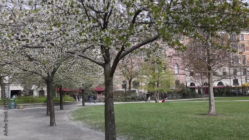 Blossom on Trees in Berzelii Park, Stockholm, Sweden photo