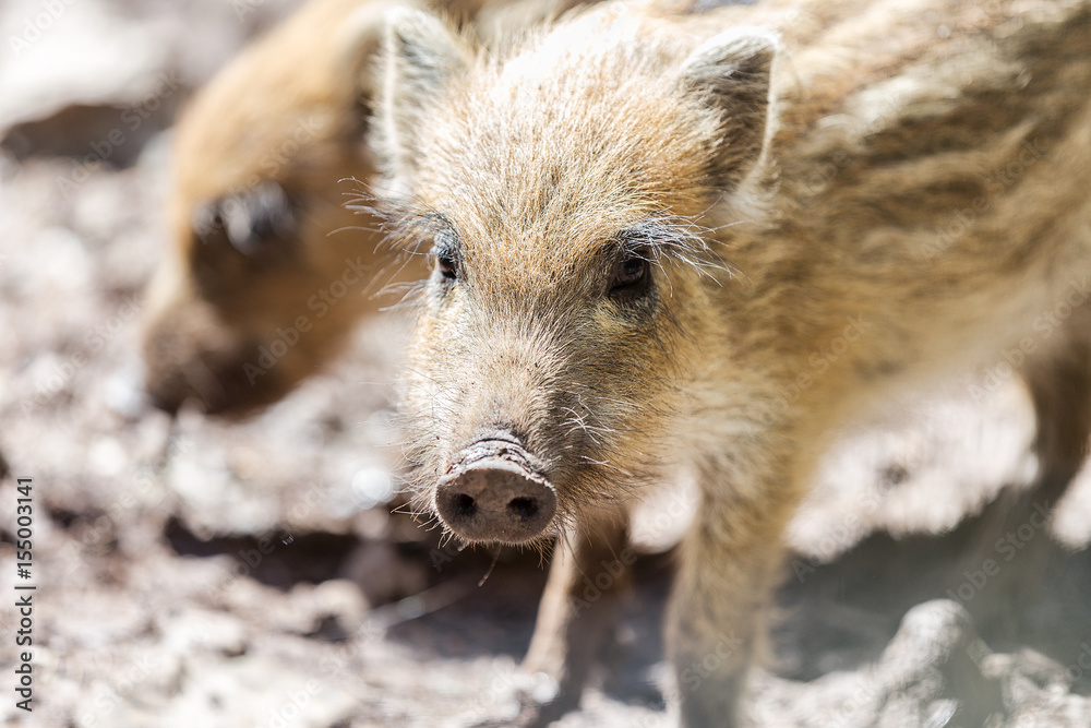 Wild boars in the forest with offspring on the food search Wild boars in the forest with offspring on the food search