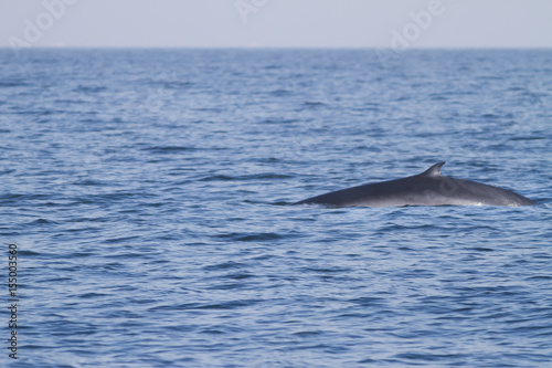A Eden whale feeding on a sea in the gulf of Thailand. 