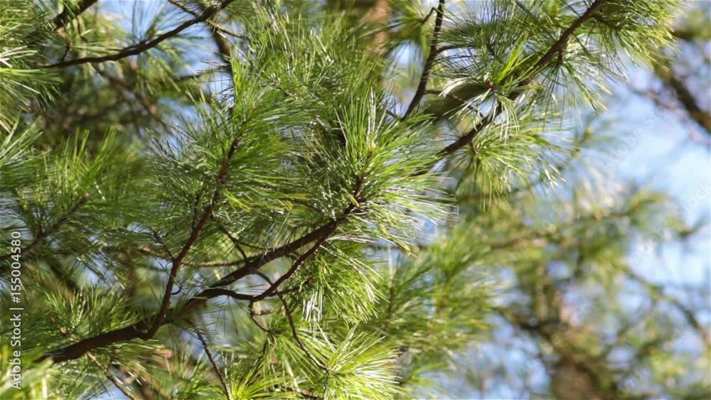 cedar conifer/Cedar branches of conifers in the forest cedar conifer/Cedar branches of conifers in the forest