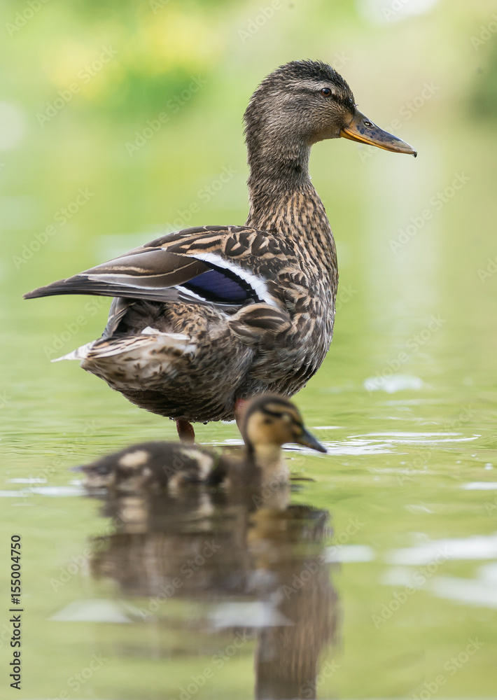 Mallard, Duck, Anas platyrhynchos Mallard, Duck, Anas platyrhynchos