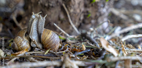 Vineyard snails (Helix pomatia) during mating