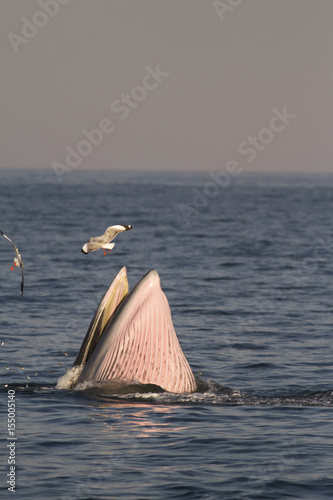 A Eden whale feeding on a sea in the gulf of Thailand.	