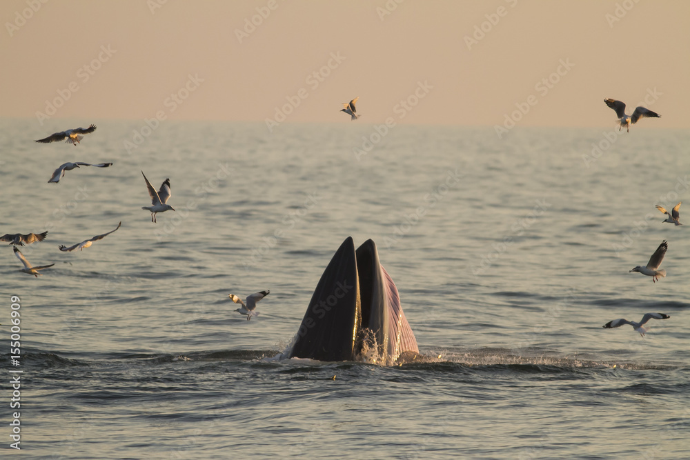 Fototapeta premium A Eden whale feeding on a sea in the gulf of Thailand. 