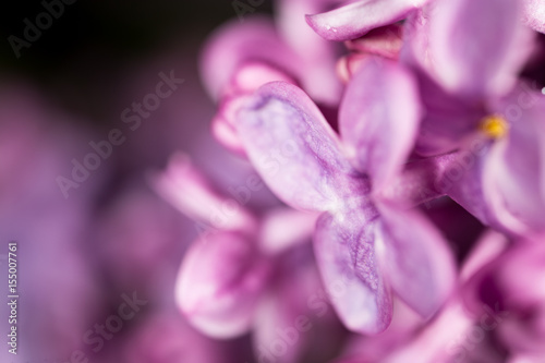 Beautiful little flowers of lilac. macro