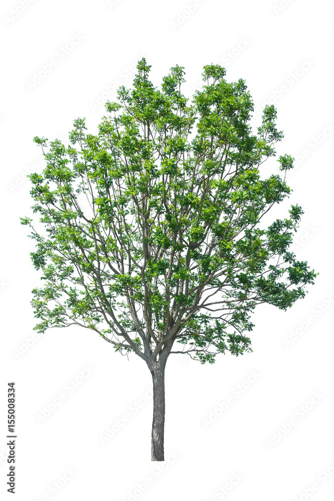 tree isolated on white background tree isolated on white background