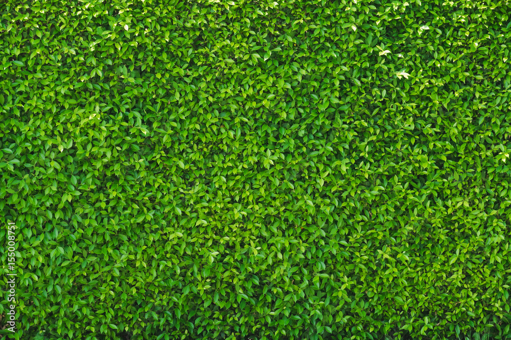Green Leaves background, Freshness of green background. Green Leaves background, Freshness of green background.