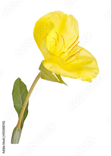 Bright yellow flower and leaf of the Missouri evening primrose isolated against white