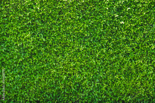 Green Leaves background, Freshness of green background.