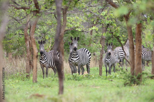 Plains zebra  Equus quagga  in Zambia