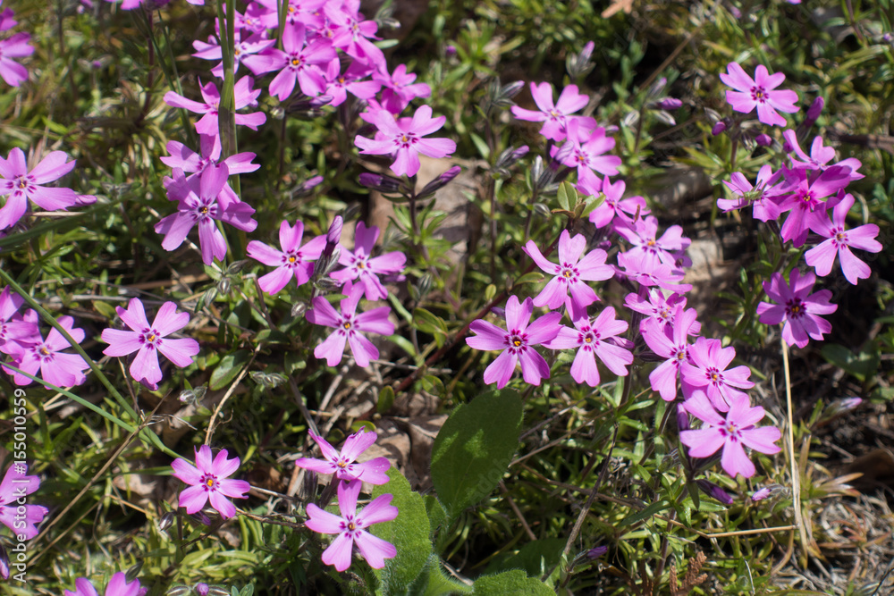 Close up of pink flowers of Phlox subulata Close up of pink flowers of Phlox subulata