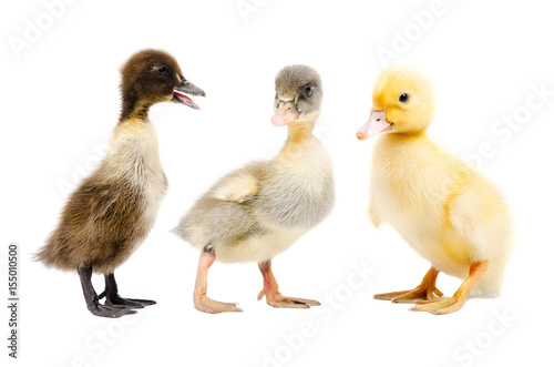 Three ducklings, standing together, isolated on a white background