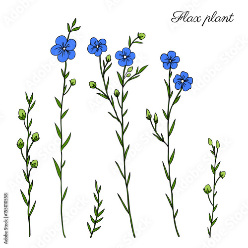 Flax plant, wild field flower isolated on white, botanical hand drawn sketch vector doodle colorful illustration, art for design package organic cosmetic, natural medicine, greeting card, vegan food