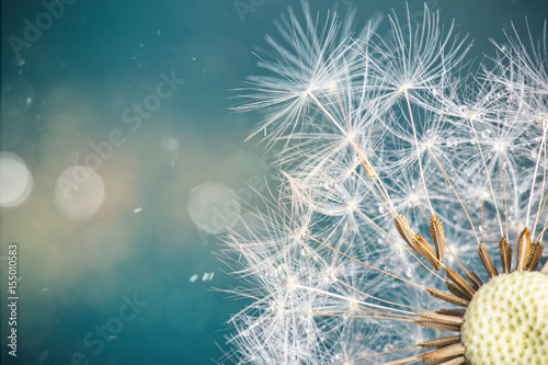 Fototapeta Naklejka Na Ścianę i Meble -  Close-up of dandelion seeds on blue natural background
