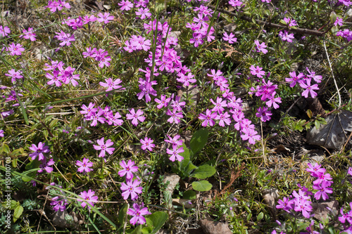Pink flowers of Phlox subulata in spring