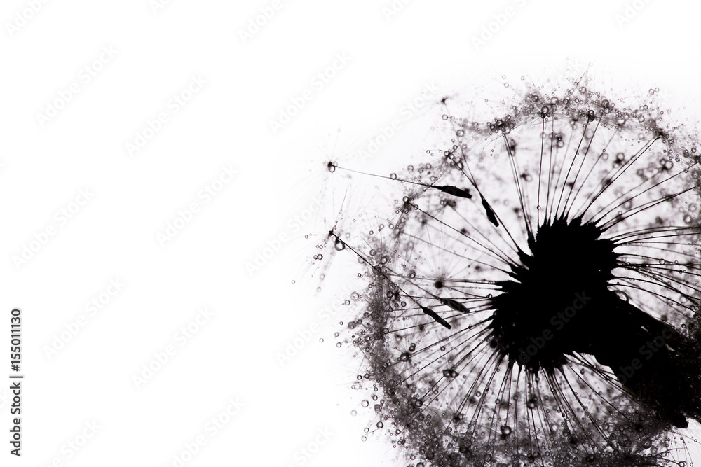 Close-up of dandelion seeds on blue natural background
