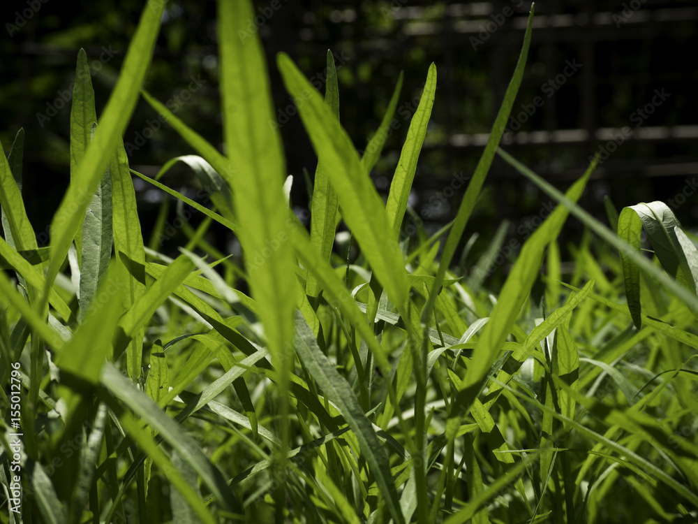 green Vegetable on ground in garden , for agriculture green Vegetable on ground in garden , for agriculture