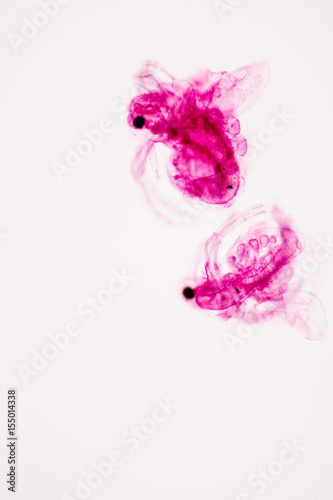 Microscope Photography of a Daphnia, a genus of small planktonic crustaceans.