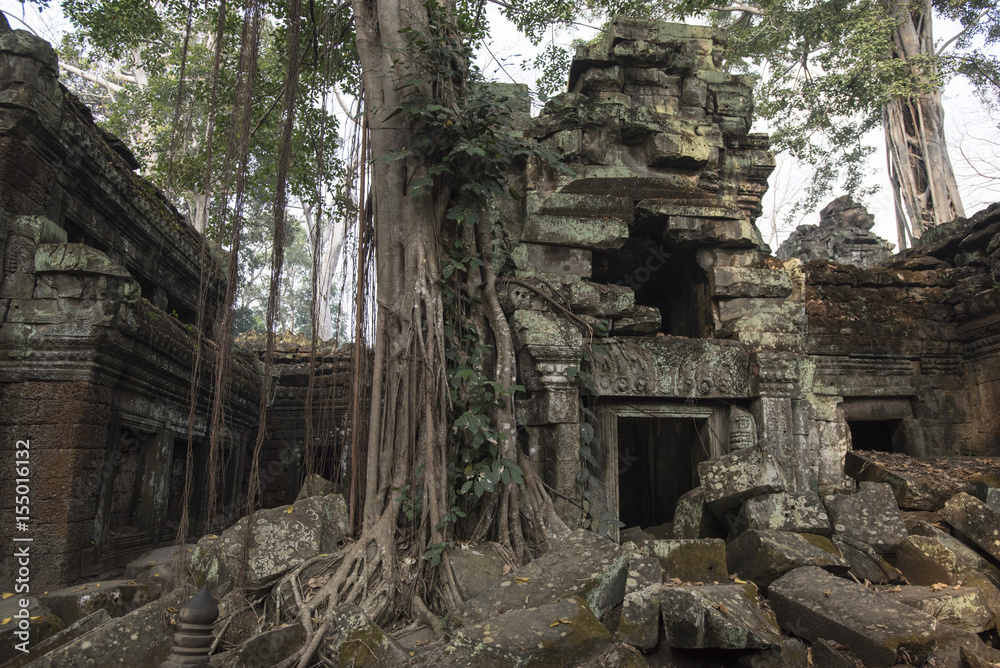 Jungle Temple of Ta Prohm Jungle Temple of Ta Prohm