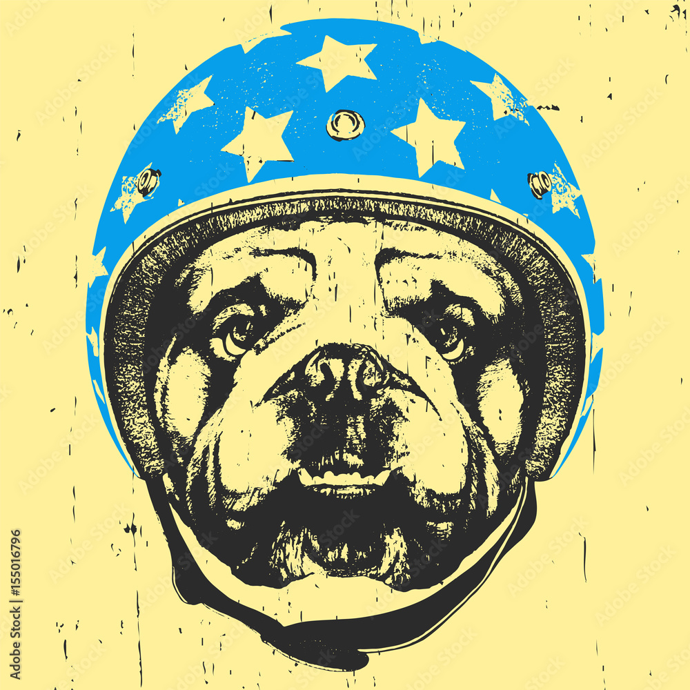 Fotografie Portrait of English Bulldog with Helmet. Vector