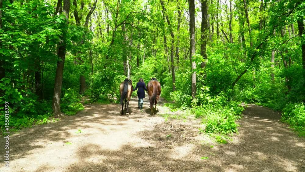 Young woman walking with two horses in the green forest during the summer Young woman walking with two horses in the green forest during the summer