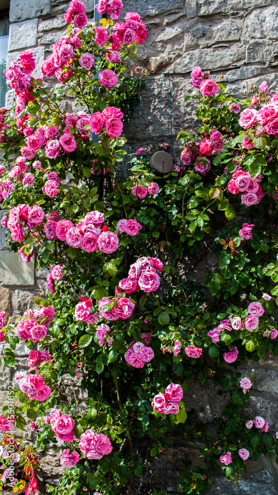 Pink Climbing Roses in full bloom