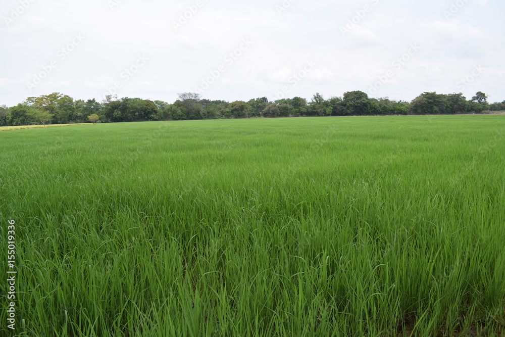 Cultivo de arroz