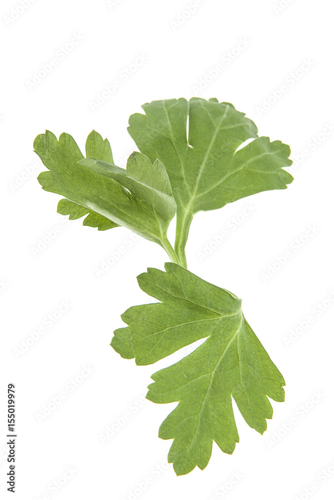 Parsley isolated on white background Parsley isolated on white background