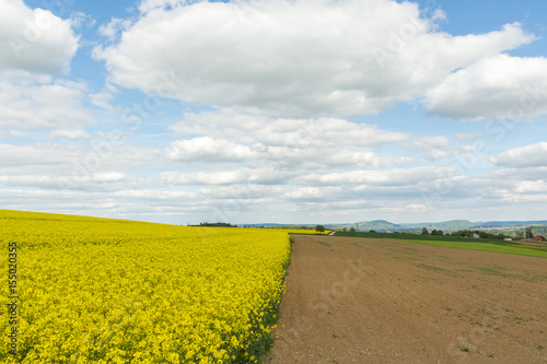 Fototapeta Naklejka Na Ścianę i Meble -  Large field planted with yellow raps plant and blue sky
