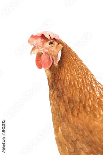 clouse up brown chicken hen isolate white background