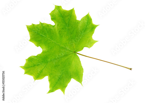 Tableau sur toile Green maple leaf isolated on white background