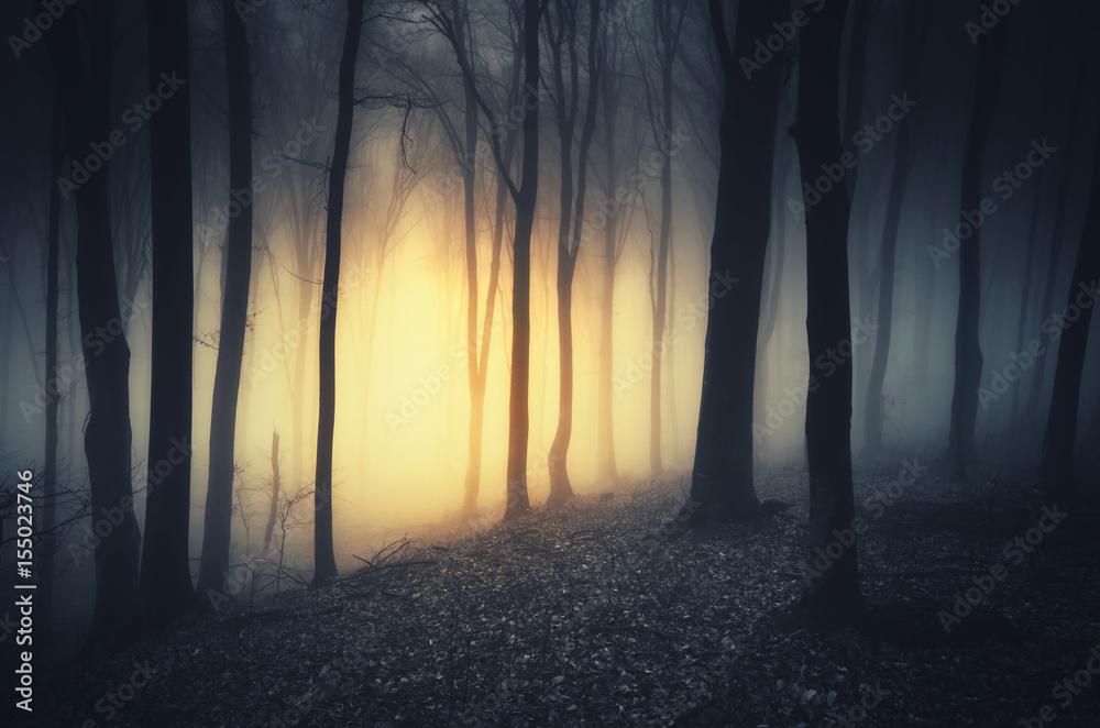 sunset light in dark fantasy forest