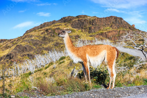 Guanaco in Torres Del Paine National Park, Chile.