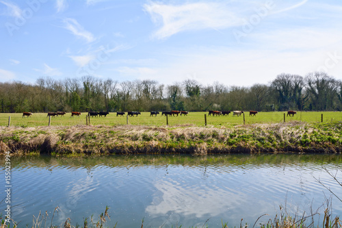 Herd of cattle walking through meadow