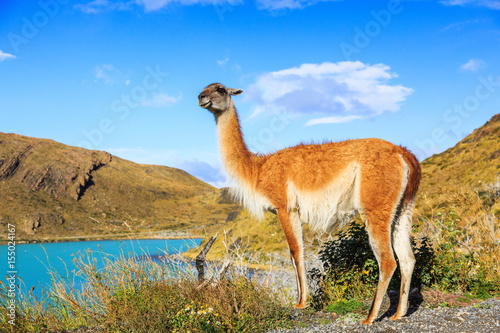 Guanaco in Torres Del Paine National Park  Chile.