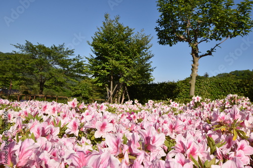 Wallpaper Mural Japanese azalea Torontodigital.ca