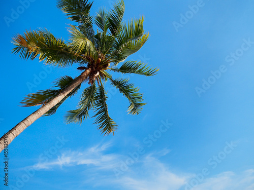Coconut tree on blue sky background.