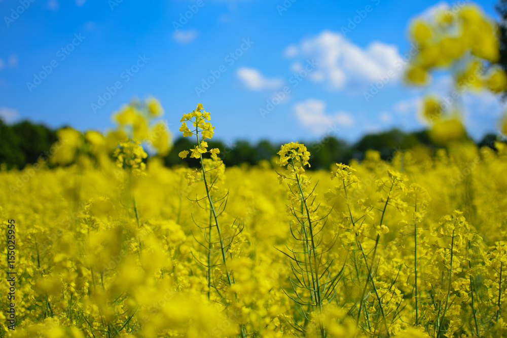 Obraz premium Yellow Rape