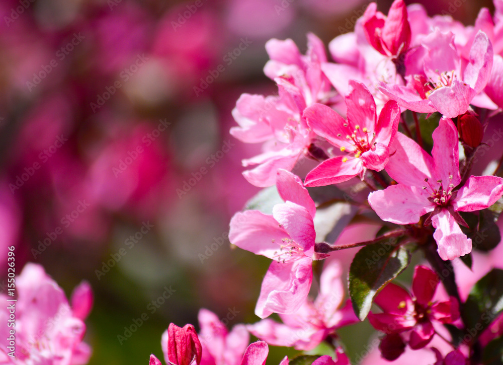 Early spring crab apple blossoms