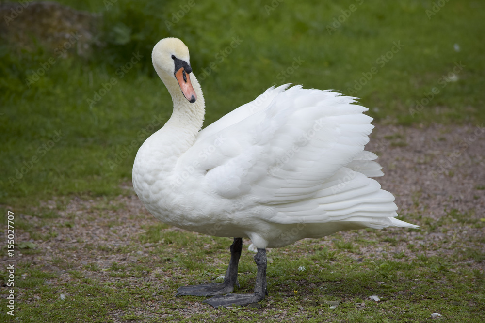 Elegant swan on the promenade senses danger