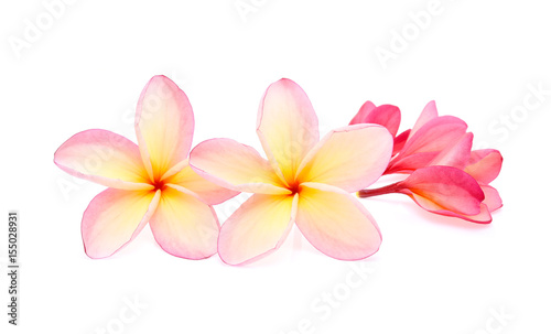 frangipani or plumeria isolated on white background