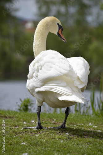 Fototapeta Naklejka Na Ścianę i Meble -  Elegant swan in the nature reserve