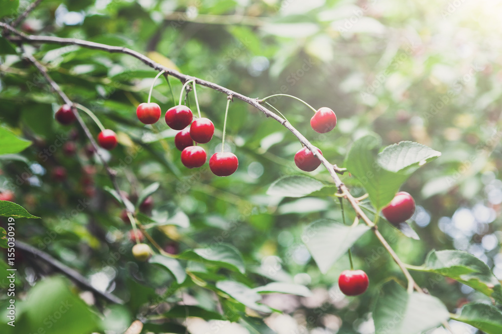 Obraz premium Red cherries tree branch closeup, summer garden