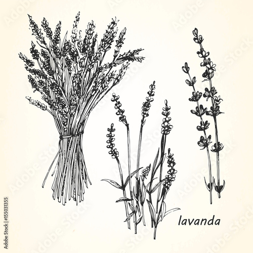 Hand-drawn illustration of Lavender. Vector