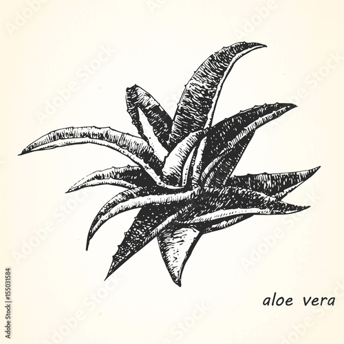 Hand-drawn illustration of Aloe Vera. Vector