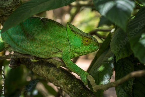 Green chameleon of Madagascar