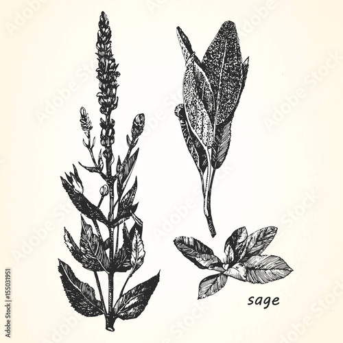 Hand-drawn illustration Sage. Vector