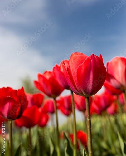 Red tulips against the blue sky in the nature