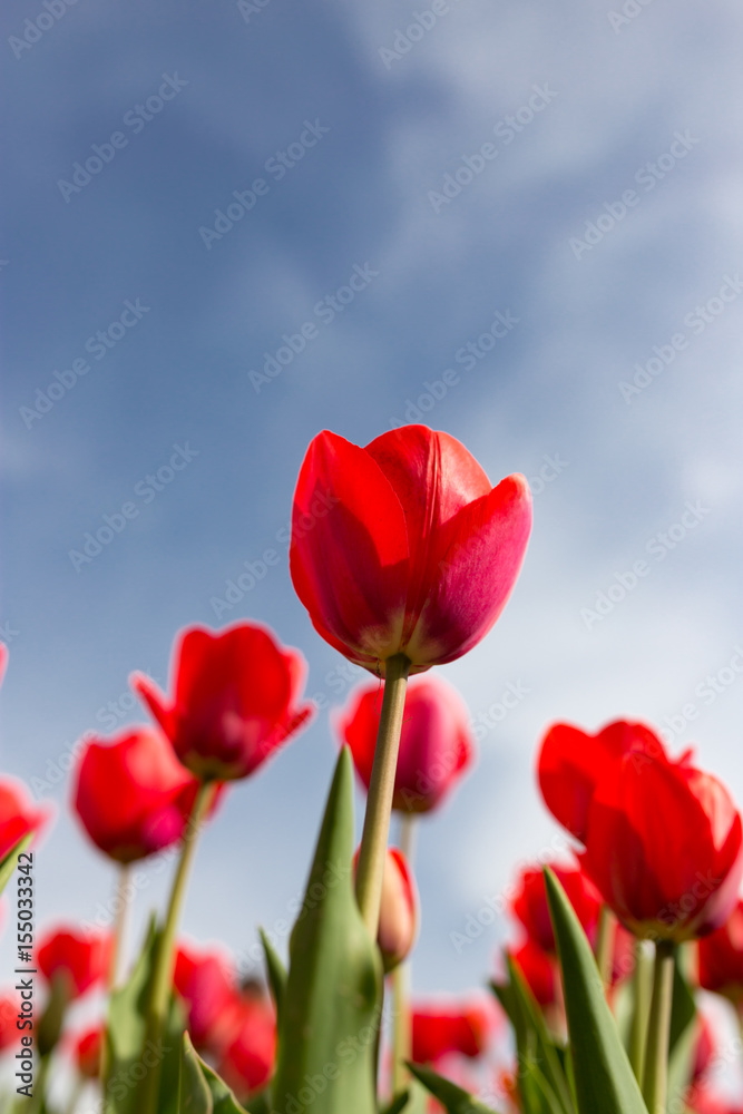 Red tulips against the blue sky in the nature