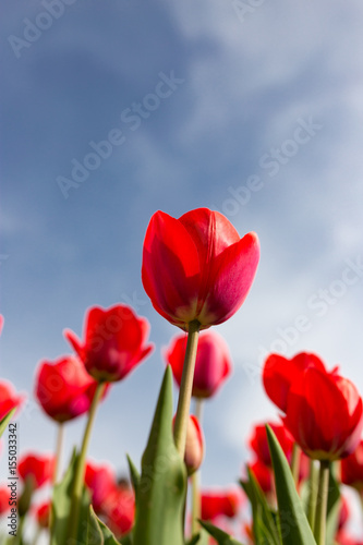 Red tulips against the blue sky in the nature